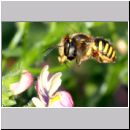 Anthidium manicatum - Grosse Wollbiene w21 10mm.jpg